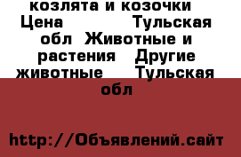 козлята и козочки › Цена ­ 3 500 - Тульская обл. Животные и растения » Другие животные   . Тульская обл.